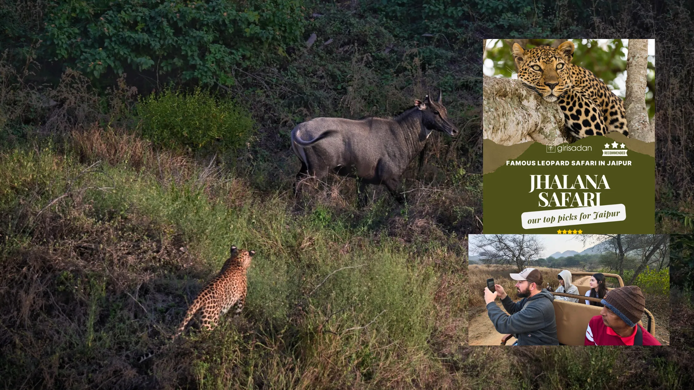 Jhalana Safari Experience by Girisadan Boutique Stays