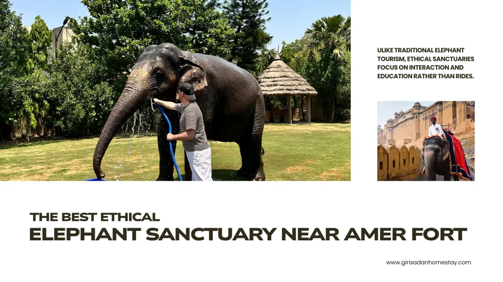 Elephant Sanctuary Near Amer Fort