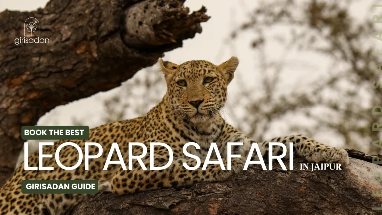 Leopard Safari in Jaipur