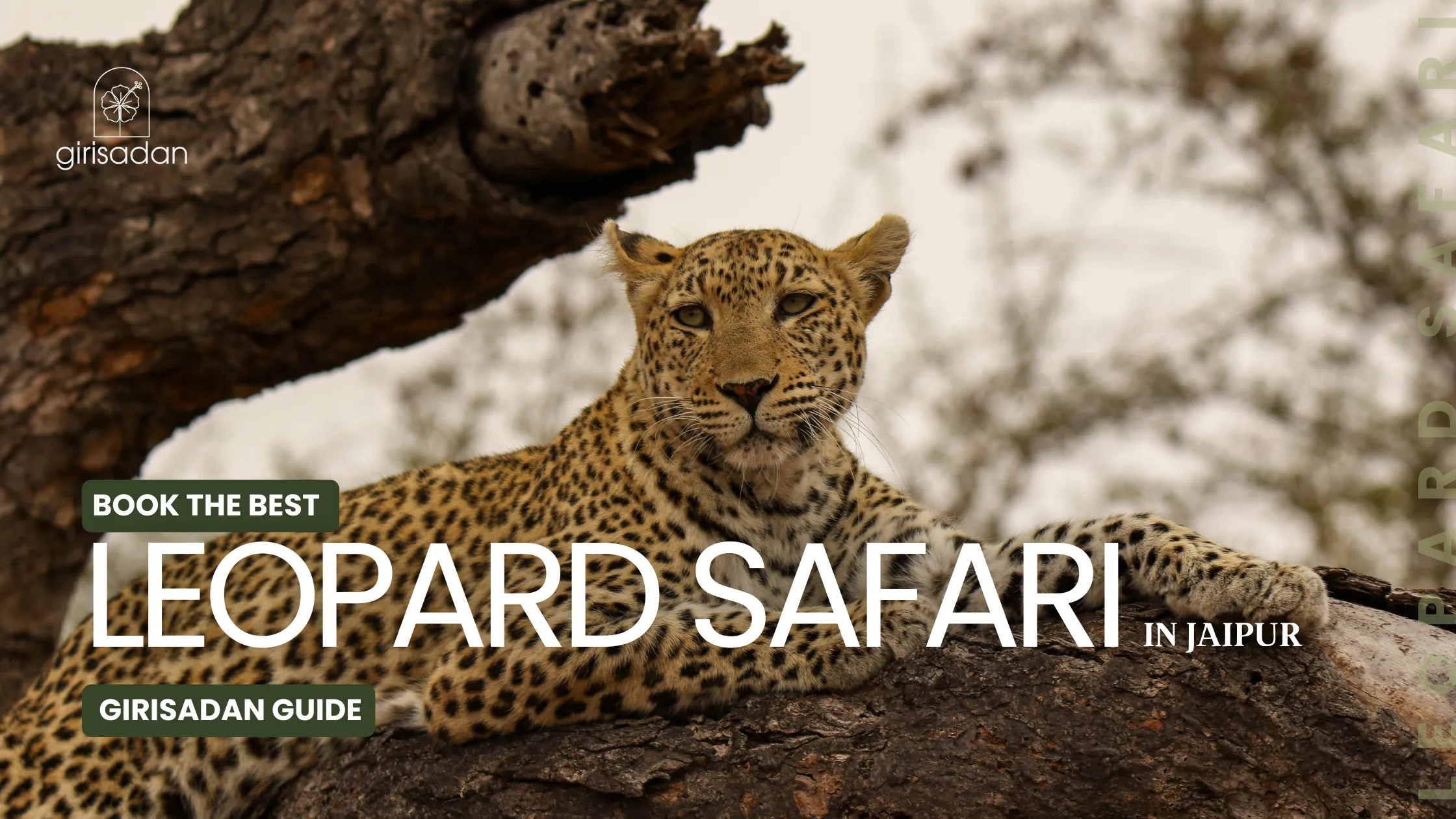 Leopard Safari in Jaipur